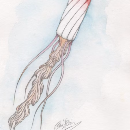 Aquarellillustration eines surrealen Tampon Tintenfischwesens mit langen Tentakeln in zarten Pastellfarben